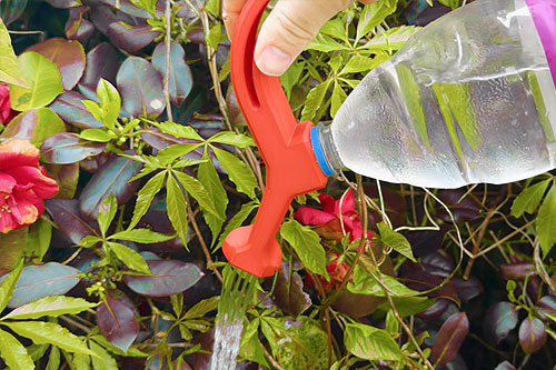 watering sprout 2